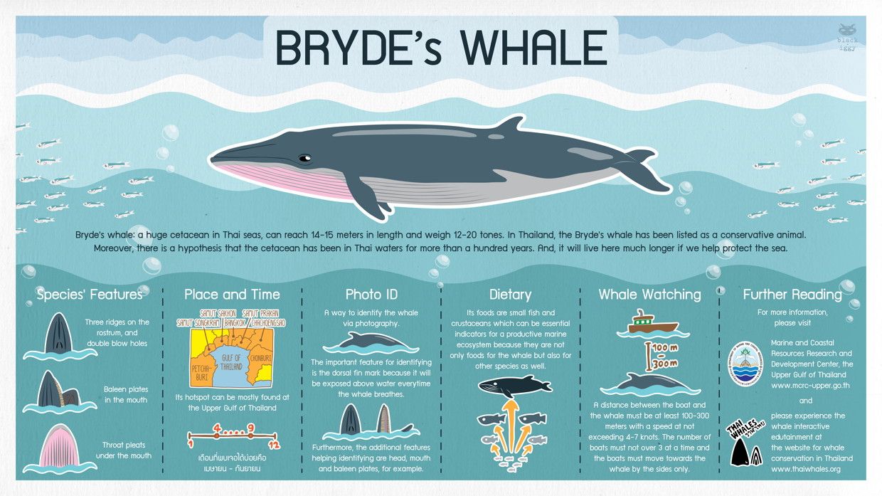 cá voi bryde là gì