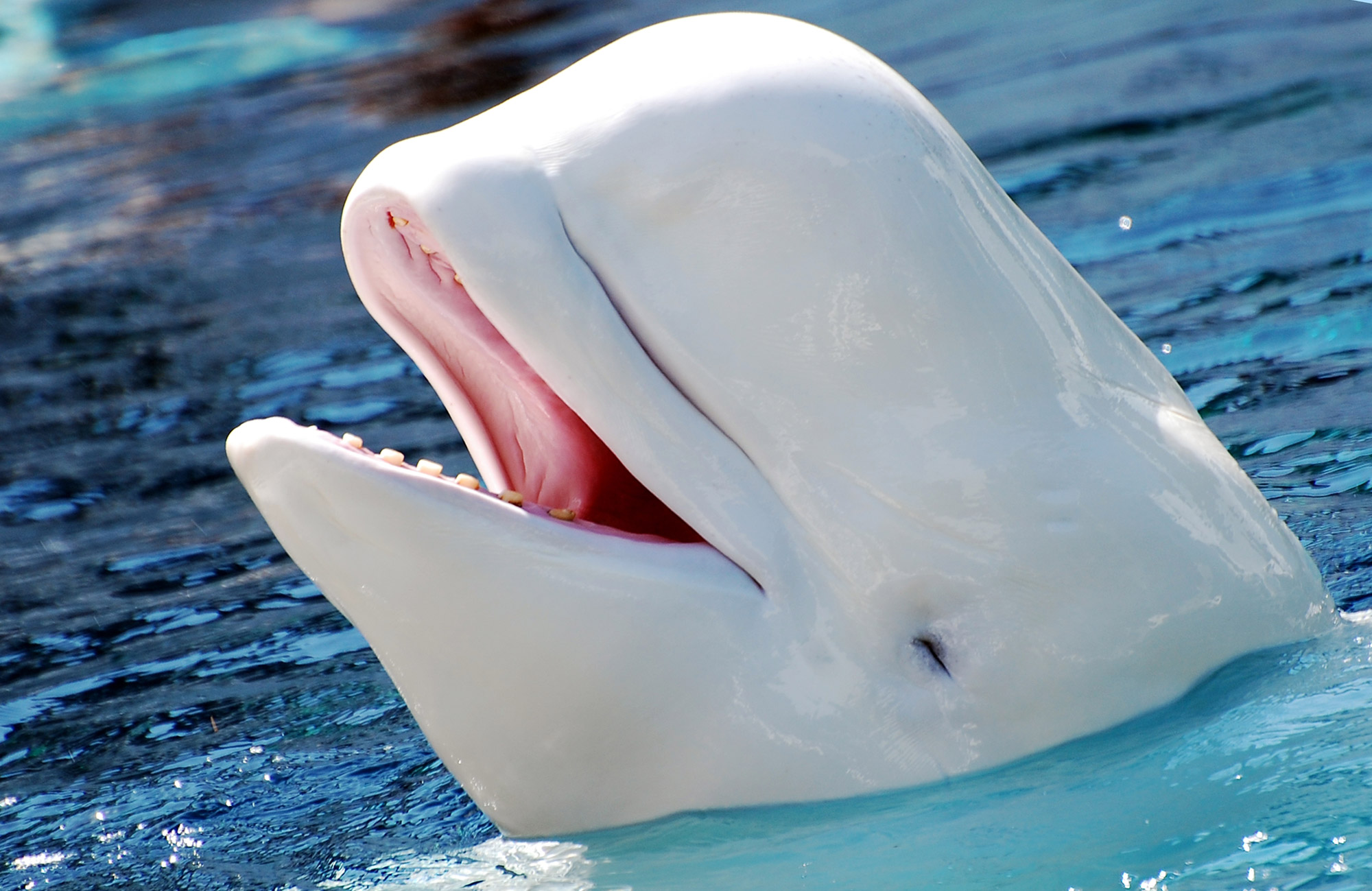 Cá voi Beluga sống ở đâu?