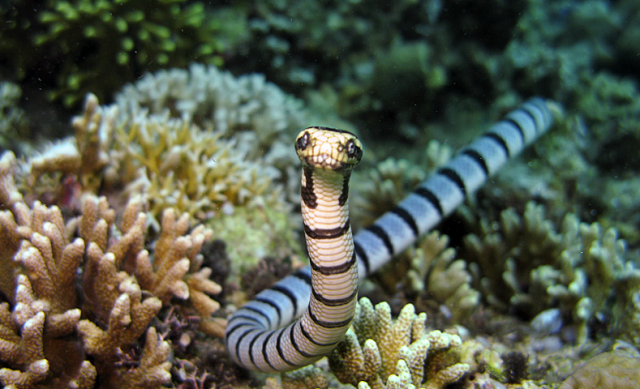 rắn biển belcher