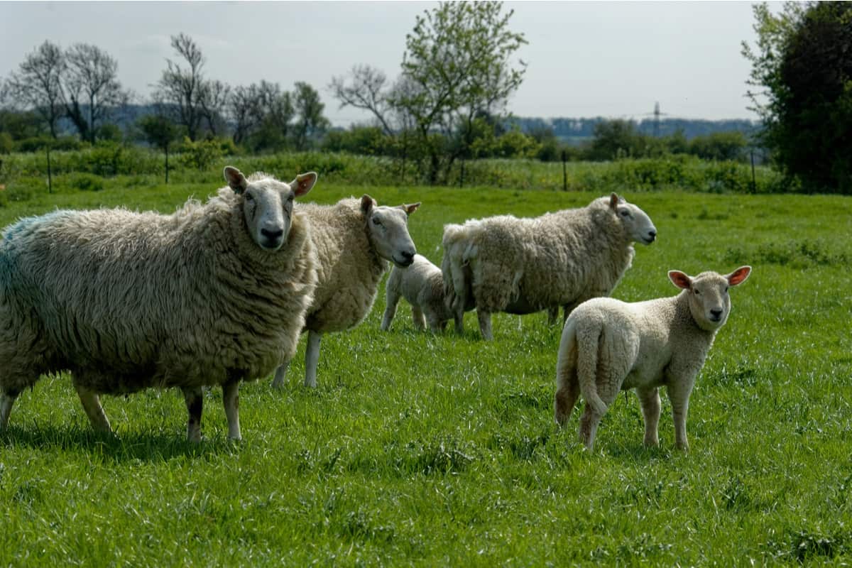 cừu cheviot