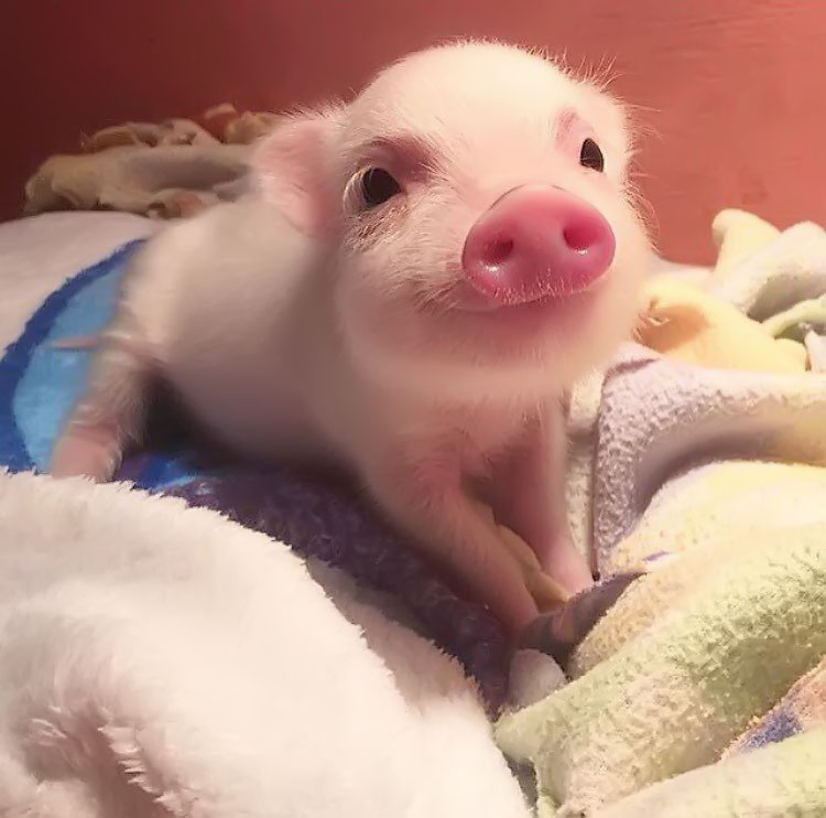 Hình ảnh lợn con trên giường