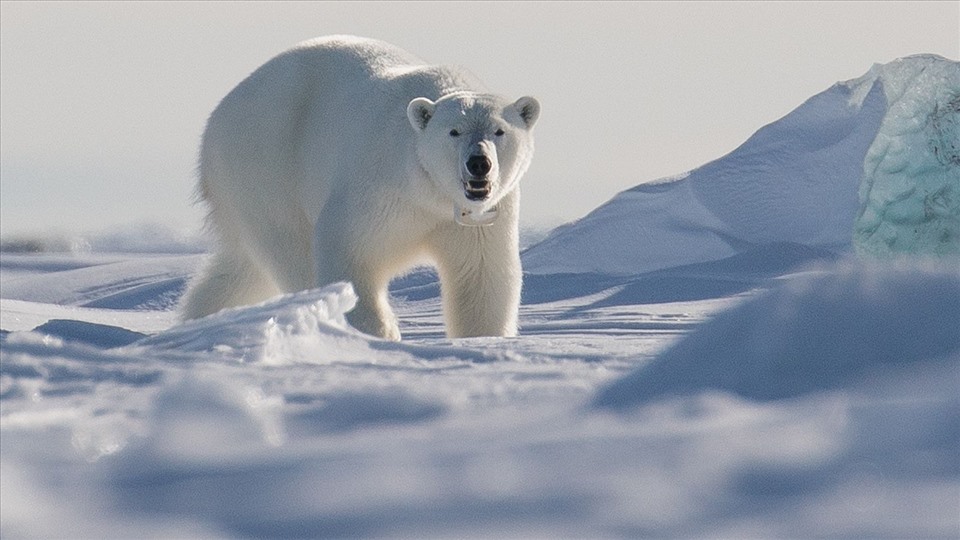Gấu Bắc Cực ăn gì