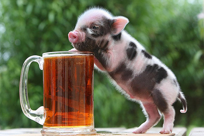 Hình ảnh đáng yêu của con lợn bên cốc bia