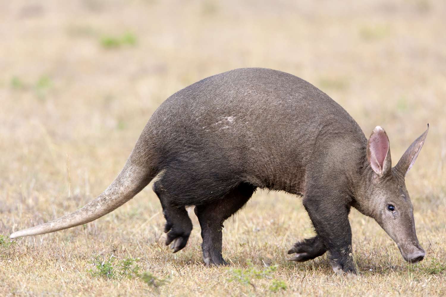 aardvark ăn gì