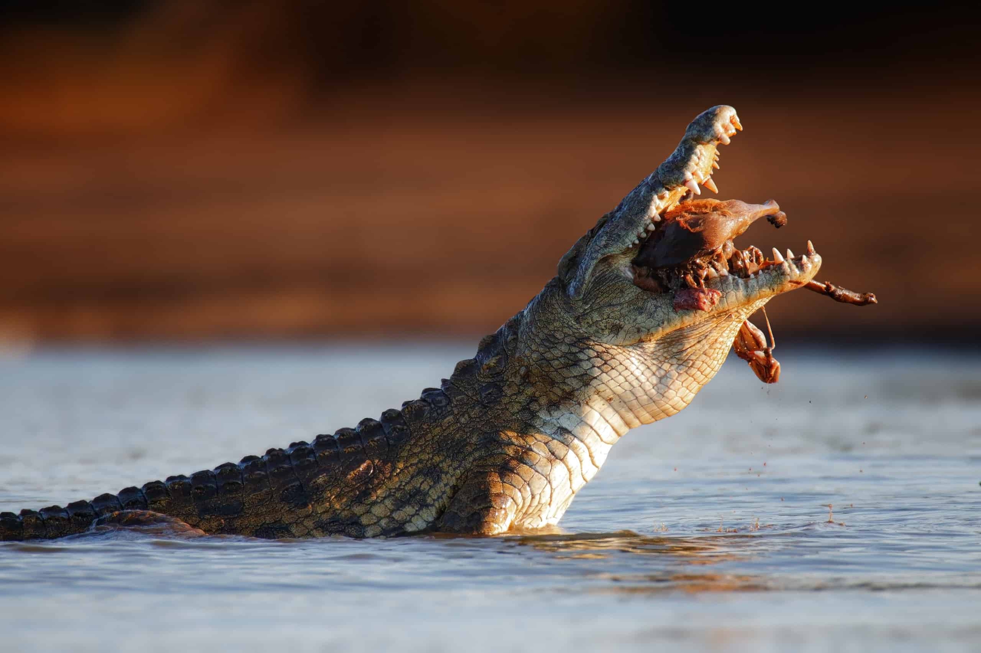 cá sấu ăn gì