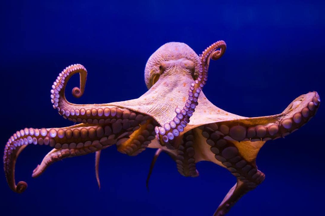 Cấu tạo của bạch tuộc
