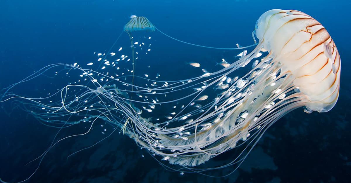Xem hơn 100 ảnh về hình vẽ con sứa  daotaonec