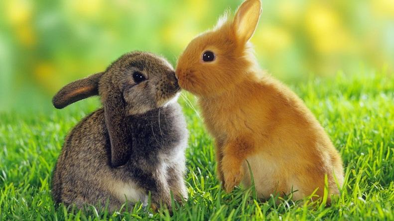 con thỏ ăn gì