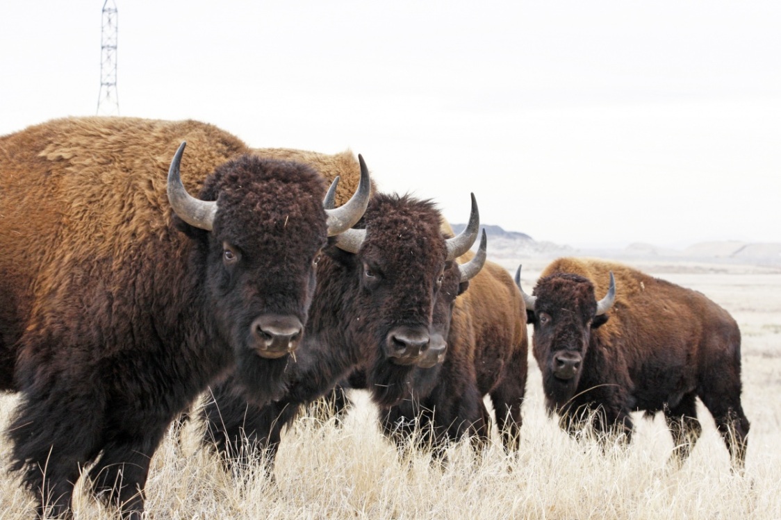 hình ảnh bò rừng bison