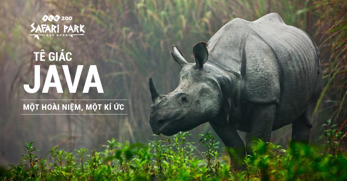 Tê giác Java sống ở đâu?