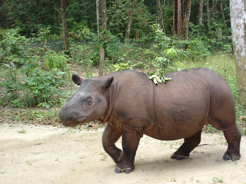 tê giác sumatra ăn gì