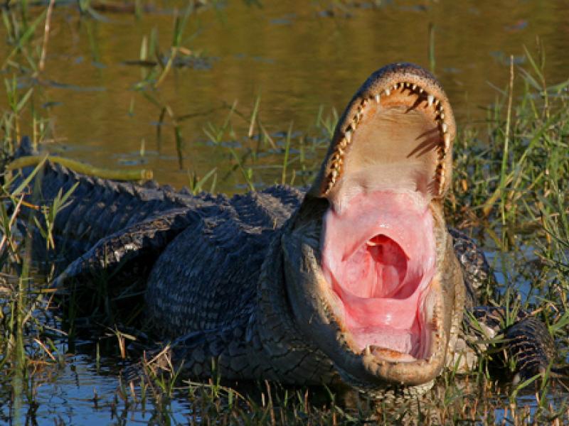 Cá sấu mõm ngắn Mỹ