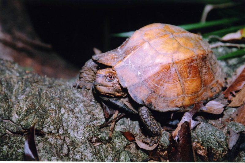 Rùa đuôi chuột khát máu ở Việt Nam  Ngôi sao